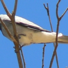 Coracina novaehollandiae (Black-faced Cuckooshrike) at Paddys River, ACT - 19 Dec 2009 by galah681