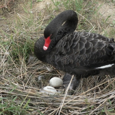 Cygnus atratus (Black Swan) at Paddys River, ACT - 19 Apr 2008 by galah681