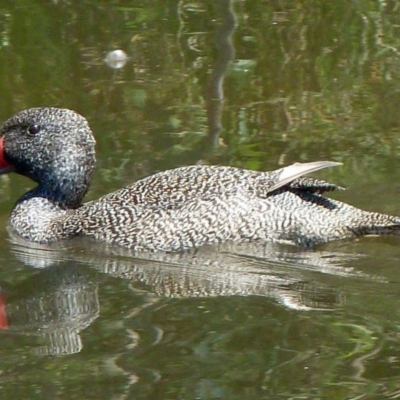 Stictonetta naevosa (Freckled Duck) at Paddys River, ACT - 4 Feb 2012 by galah681