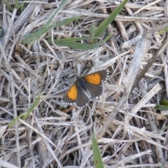 Lucia limbaria (Chequered Copper) at Mount Mugga Mugga - 12 Feb 2016 by Mike