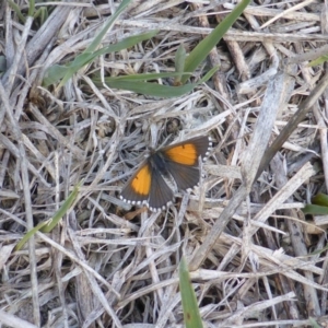 Lucia limbaria at Jerrabomberra, ACT - 12 Feb 2016