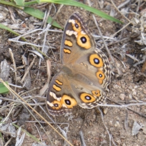 Junonia villida at O'Malley, ACT - 12 Feb 2016 10:02 AM