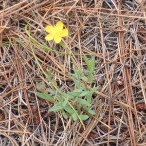 Hypericum gramineum at Isaacs, ACT - 12 Feb 2016