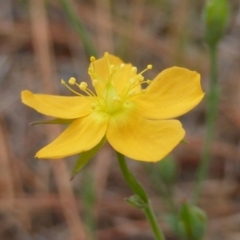 Hypericum gramineum at Isaacs, ACT - 12 Feb 2016