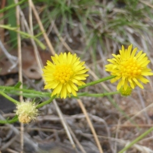 Calotis lappulacea at O'Malley, ACT - 12 Feb 2016