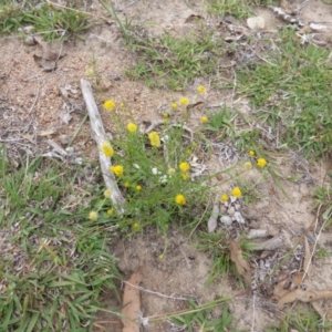 Calotis lappulacea at O'Malley, ACT - 12 Feb 2016