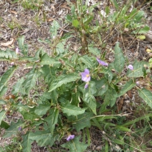 Solanum cinereum at O'Malley, ACT - 12 Feb 2016 10:10 AM