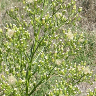 Erigeron canadensis (Canadian Fleabane) at Jerrabomberra, ACT - 12 Feb 2016 by Mike