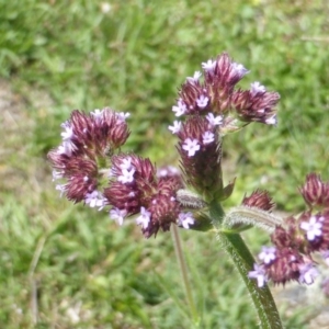 Verbena incompta at O'Malley, ACT - 12 Feb 2016