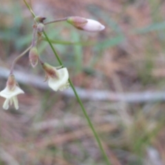 Grona varians (Slender Tick-Trefoil) at Isaacs, ACT - 11 Feb 2016 by Mike