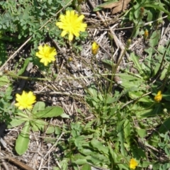 Hypochaeris radicata (Cat's Ear, Flatweed) at Jerrabomberra, ACT - 12 Feb 2016 by Mike