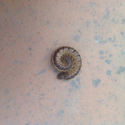 Ommatoiulus moreleti (Portuguese Millipede) at O'Connor, ACT - 26 Jan 2016 by Cathy