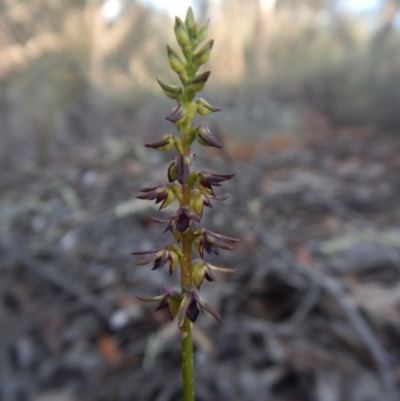 Corunastylis clivicola (Rufous midge orchid) at Aranda, ACT - 13 Feb 2016 by CathB