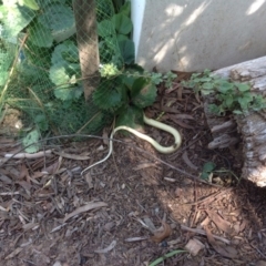 Pseudonaja textilis (Eastern Brown Snake) at O'Connor, ACT - 14 Feb 2016 by Cathy