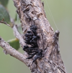 Septobasidium clelandii [Harpographium state] at Paddys River, ACT - 3 Feb 2016 by KenT