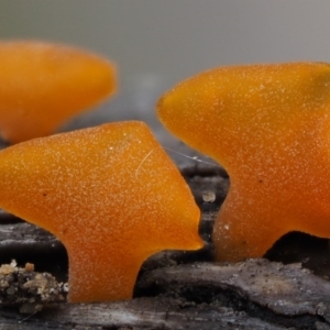 Dacryopinax spathularia at Paddys River, ACT - 3 Feb 2016