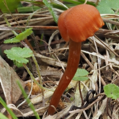 Laccaria sp. (Laccaria) at Gibraltar Pines - 2 Feb 2016 by KenT