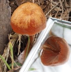 Laccaria sp. at Paddys River, ACT - 3 Feb 2016 10:12 AM