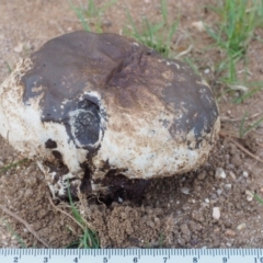 Calvatia sp. (a puffball ) at Paddys River, ACT - 10 Feb 2016 by KenT