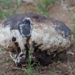 Calvatia sp. at Paddys River, ACT - 11 Feb 2016