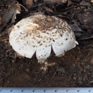 Agaricus sp. at Paddys River, ACT - 11 Feb 2016