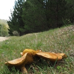 Suillus granulatus (Weeping Bolete) at Paddys River, ACT - 11 Feb 2016 by KenT