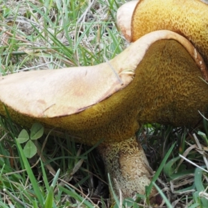 Suillus granulatus at Paddys River, ACT - 11 Feb 2016 11:56 AM