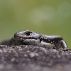 Eulamprus tympanum (Southern Water Skink) at Paddys River, ACT - 3 Feb 2016 by KenT