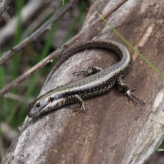 Eulamprus tympanum at Paddys River, ACT - 3 Feb 2016 12:00 PM