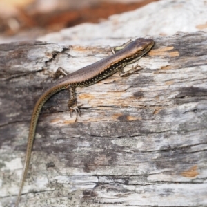 Eulamprus tympanum at Paddys River, ACT - 3 Feb 2016 12:00 PM