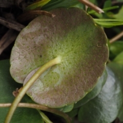 Nymphoides sp. at Paddys River, ACT - 11 Feb 2016