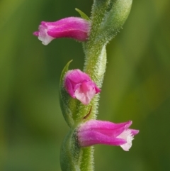 Spiranthes australis (Austral Ladies Tresses) at Paddys River, ACT - 2 Feb 2016 by KenT