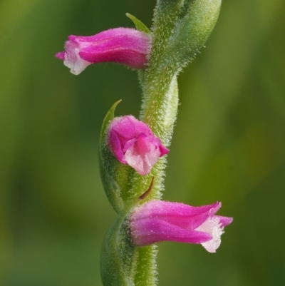 Spiranthes australis (Austral Ladies Tresses) at Paddys River, ACT - 3 Feb 2016 by KenT