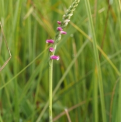 Spiranthes australis at Paddys River, ACT - 3 Feb 2016