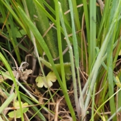 Spiranthes australis at Paddys River, ACT - 3 Feb 2016