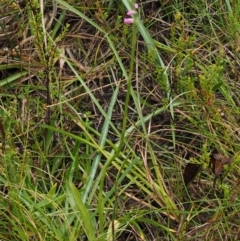 Spiranthes australis at Paddys River, ACT - 3 Feb 2016