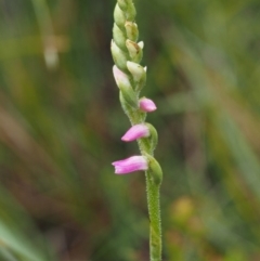 Spiranthes australis at Paddys River, ACT - 3 Feb 2016