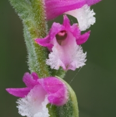 Spiranthes australis (Austral Ladies Tresses) at Paddys River, ACT - 11 Feb 2016 by KenT