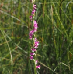 Spiranthes australis at Paddys River, ACT - 11 Feb 2016