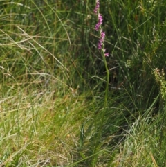 Spiranthes australis at Paddys River, ACT - 11 Feb 2016