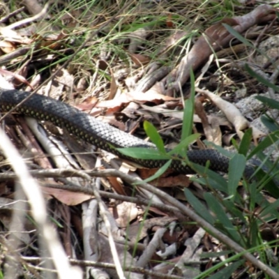 Austrelaps ramsayi (Highlands Copperhead) at Cotter River, ACT - 14 Feb 2016 by NathanaelC