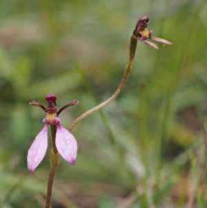 Eriochilus magenteus at Paddys River, ACT - suppressed