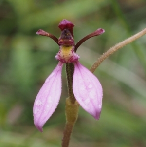 Eriochilus magenteus at Paddys River, ACT - suppressed