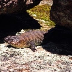 Egernia cunninghami (Cunningham's Skink) at Namadgi National Park - 14 Feb 2016 by NathanaelC