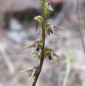 Corunastylis clivicola at Aranda, ACT - 14 Feb 2016