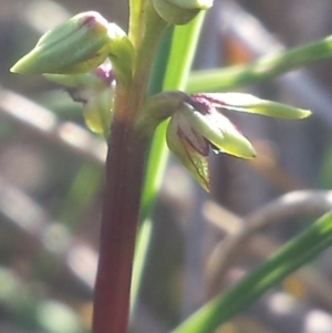 Corunastylis clivicola at Aranda, ACT - 14 Feb 2016