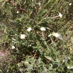 Epilobium sp. (A Willow Herb) at Mount Mugga Mugga - 12 Feb 2016 by Mike