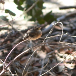 Rhipidura albiscapa at Kambah, ACT - 19 Dec 2009