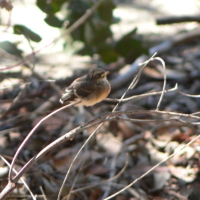 Rhipidura albiscapa (Grey Fantail) at Kambah, ACT - 19 Dec 2009 by galah681