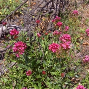 Centranthus ruber at Symonston, ACT - 12 Feb 2016